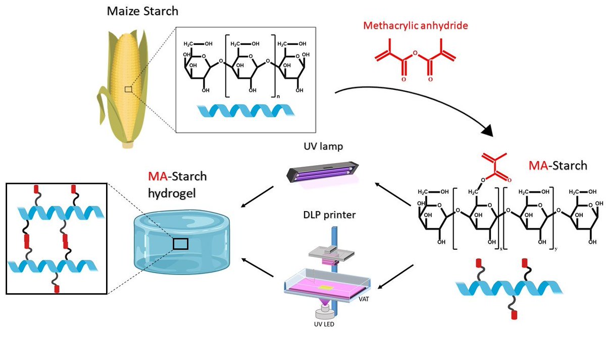 PhotoPolymerLab's tweet image. We produced light processable hydrogels from maize starch as raw material.  #hydrogel #starch #UVcuring #3Dprinting #research

photopolymer.it/light-processa…

mdpi.com/2073-4360/12/6…