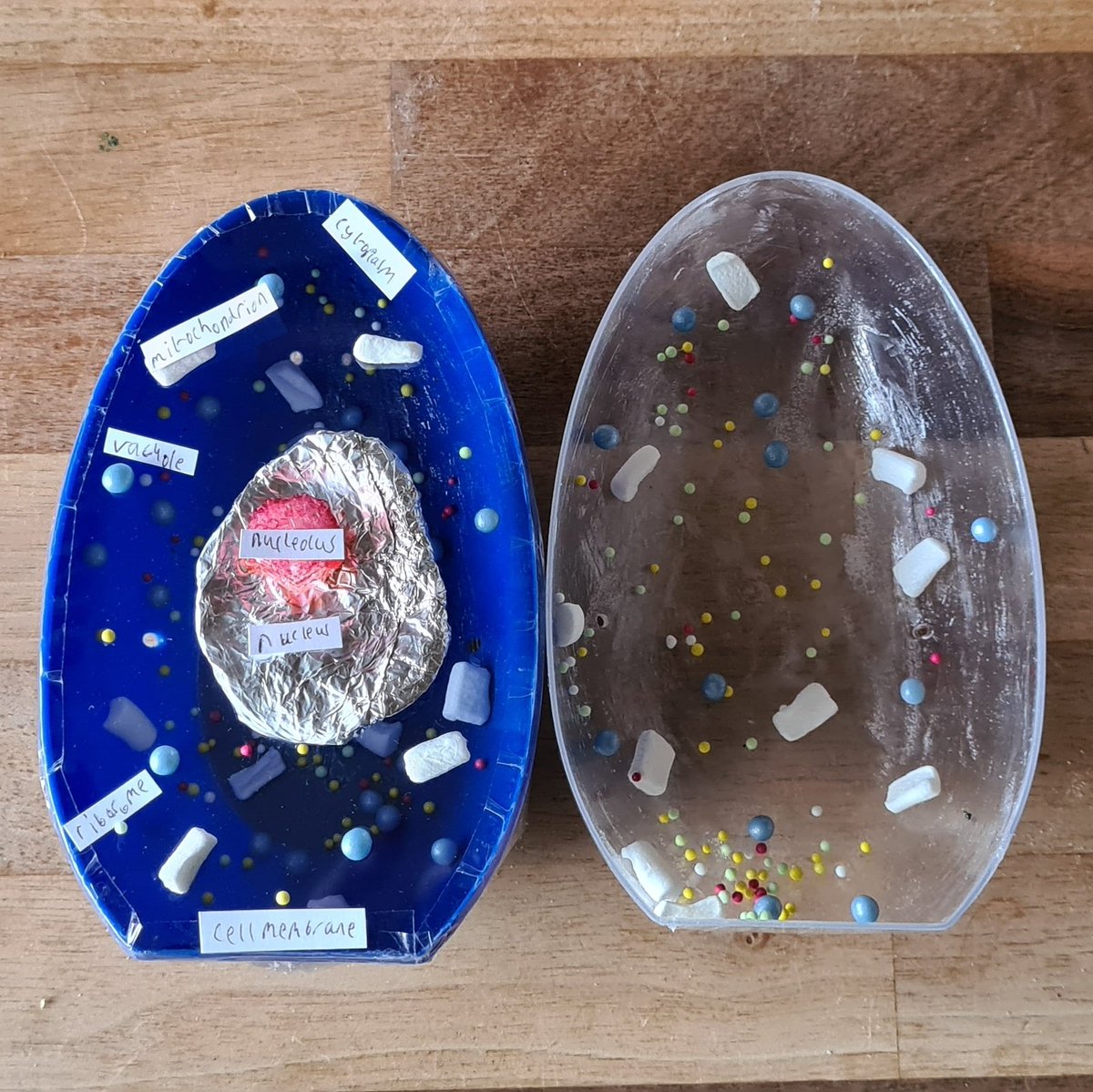 Helen_Lindley's tweet image. Year 7 #ScienceHomework at @walton_academy the other week was to make a cell. William made an animal cell, all carefully labelled for @walton_science. He&apos;s loving secondary school and doing amazingly well too! #waltonacademy