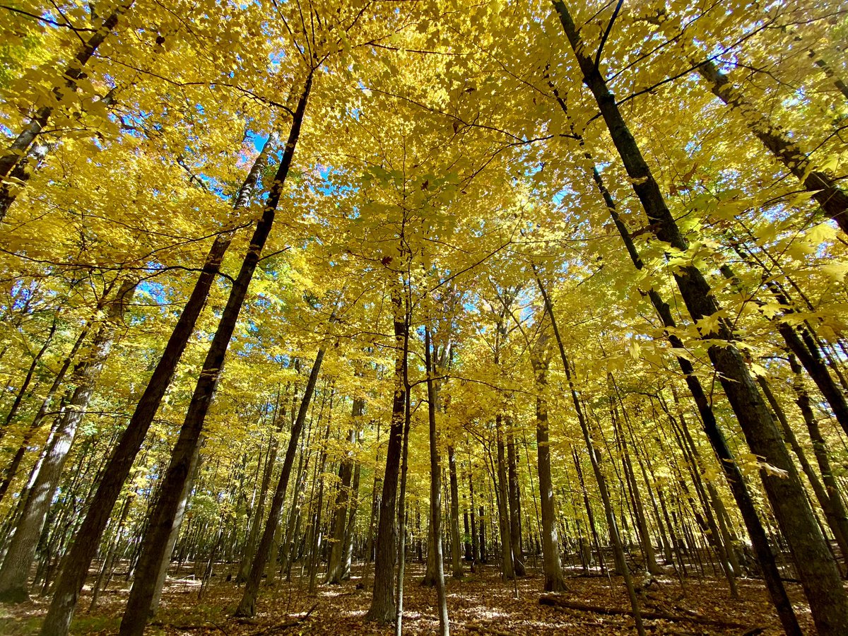 ashley_detroit's tweet photo. This tweet is dedicated to fall in Michigan and fall in Michigan only https://t.co/0h7zpnOg0U