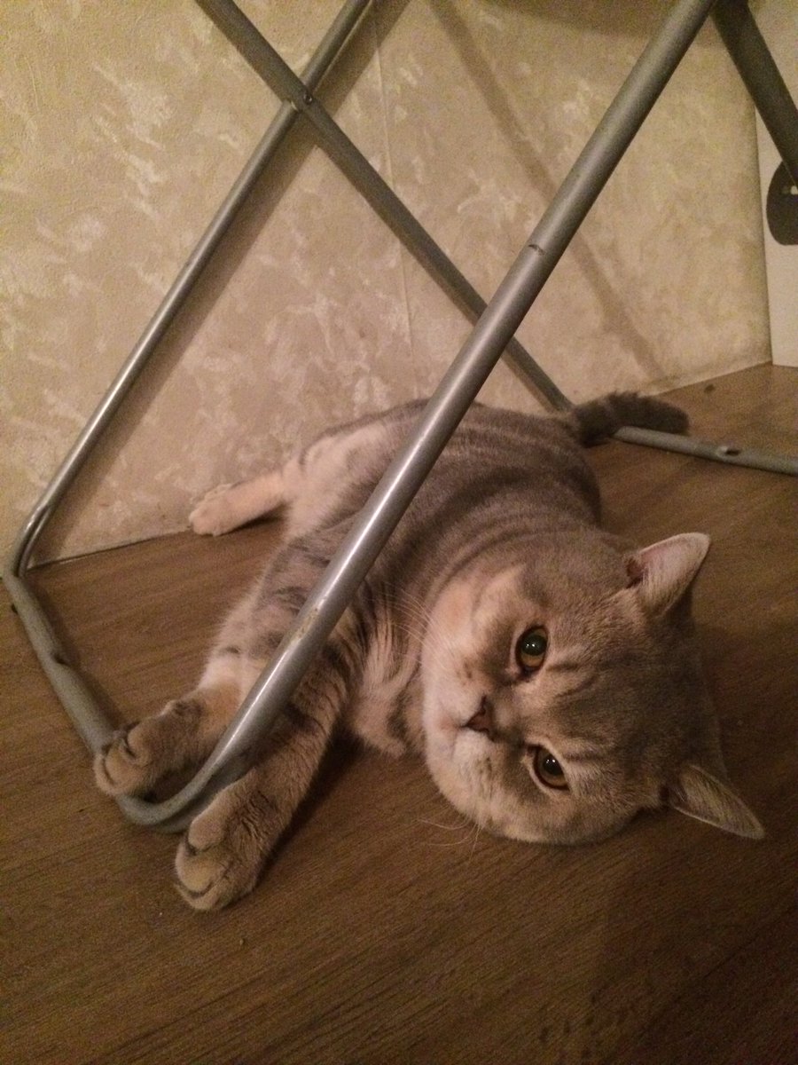 1999Myr's tweet photo. @Maria_Key Если только чуть-чуть 😸 https://t.co/nABl3nFZbW
