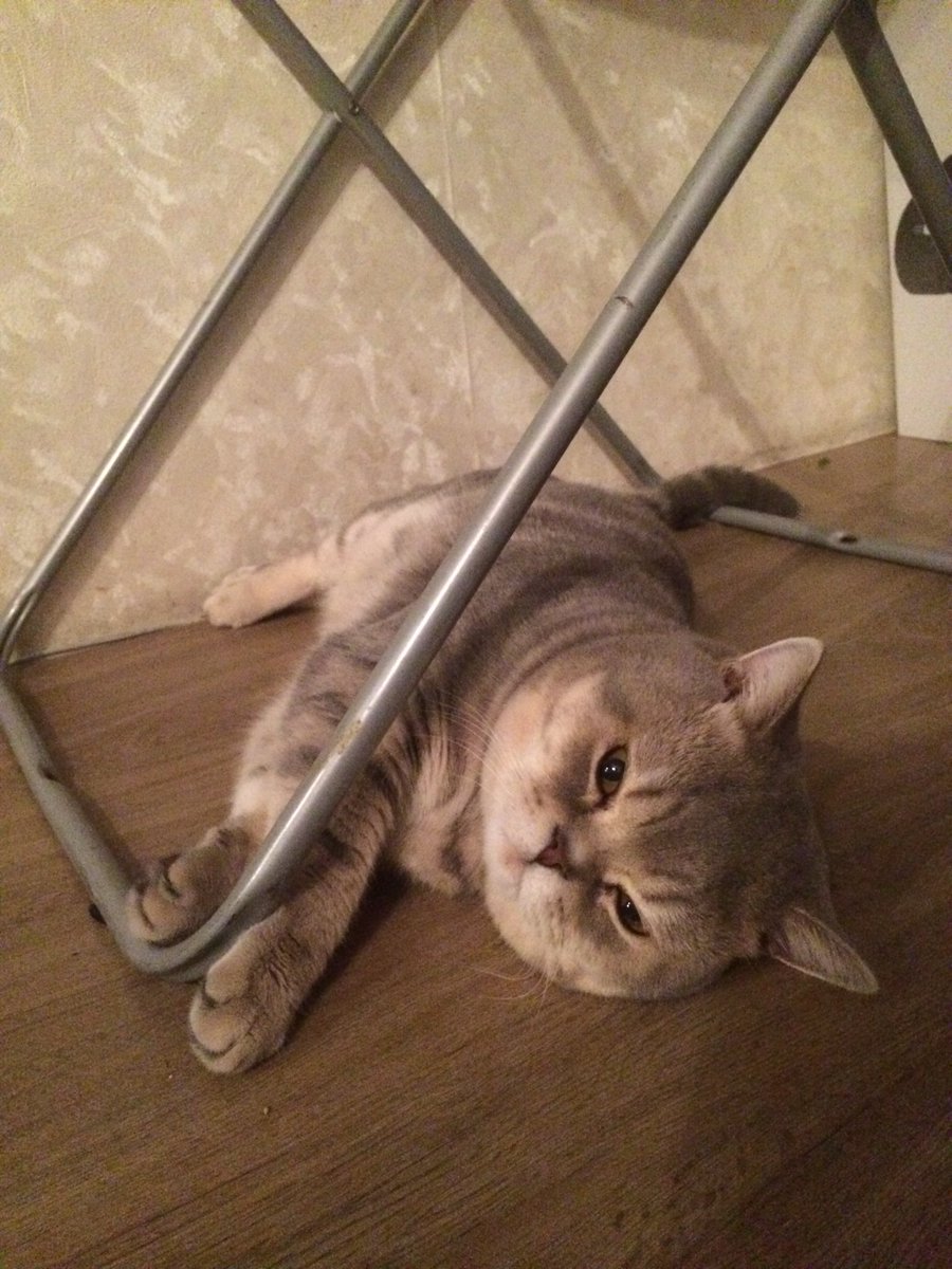 1999Myr's tweet photo. Вечно недовольный https://t.co/X2QZvvwDNR