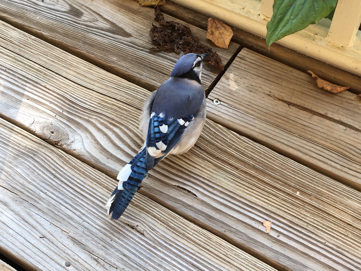 When you’re not sure if you’re having a Disney princess moment or a scene from a Hitchcock movie. #urbanwildlife #notmyeyesplease