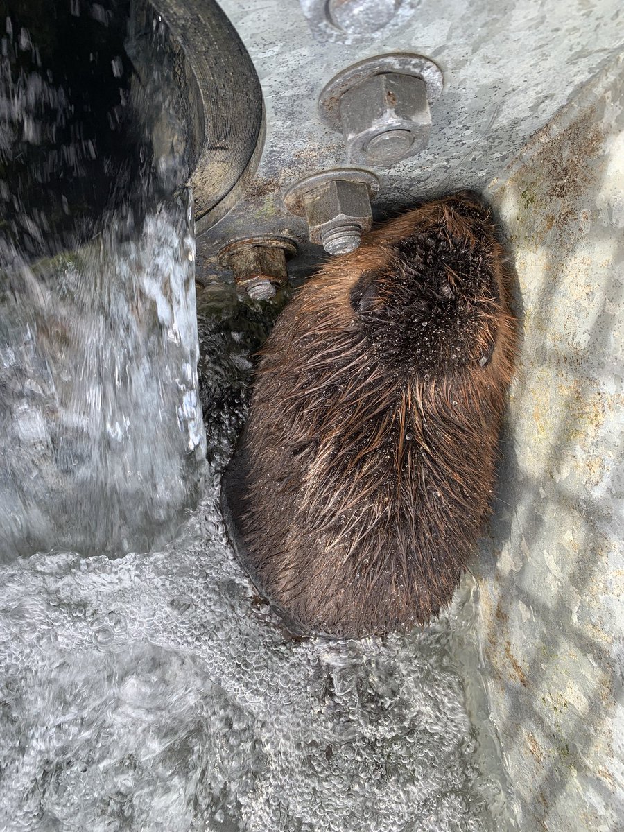CPSSgtMartin's tweet photo. Current mission, rescue this beaver that got stuck in a storm drain near the Harvey Passage. #yyc https://t.co/Pzv3BGAOB0