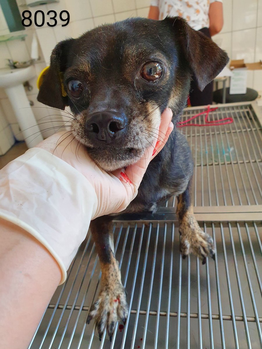 interdogrescue's tweet photo. This gorgeous little boy is ready to travel to the UK if we can raise £190 for his transport cost's. He is in such a sorry state, a Romanian kill shelter is no place for him to be. Please if you can, donate via https://t.co/rr8luw3Fbw add note 8039
Thankyou 🙏 
#TeamZay https://t.co/UgWnNTKzhf
