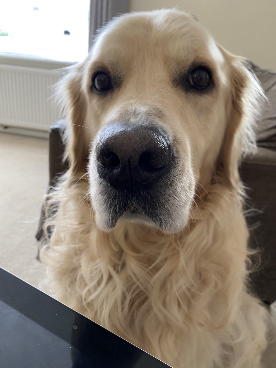 RetrieverBarney's tweet photo. Excuse me, do you not know what time it is?? #BiscuitTime #SitAndStare #Dogsoftwitter https://t.co/g1kSoPsFjy
