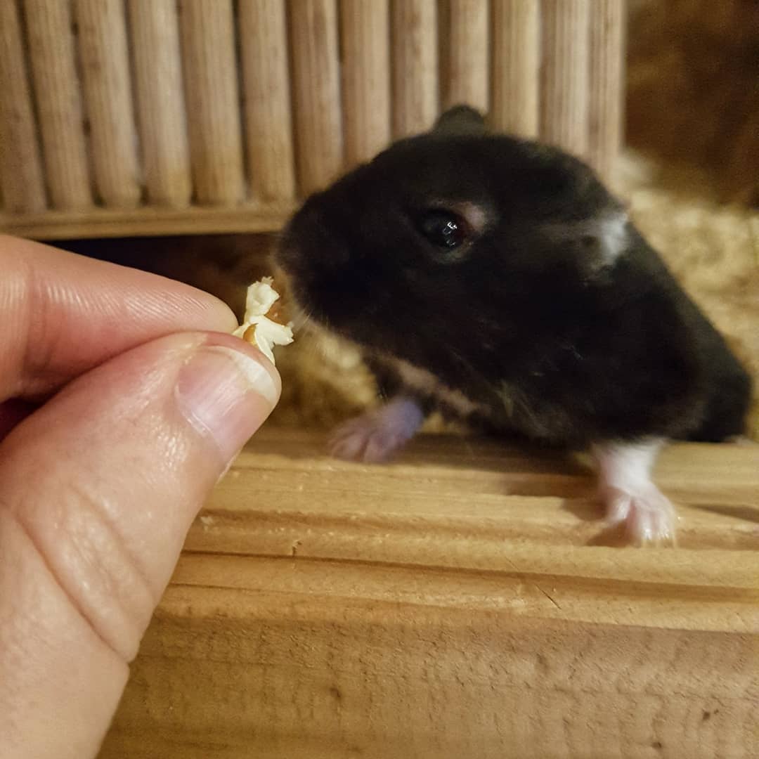 cathy_schreibt's tweet photo. Heute gabs ein Stück ungesüßtes Popcorn zum Frühstück. Ich glaub Freya fands lecker! 🤗
#FreyaFreitag https://t.co/SwmAP7TlxK