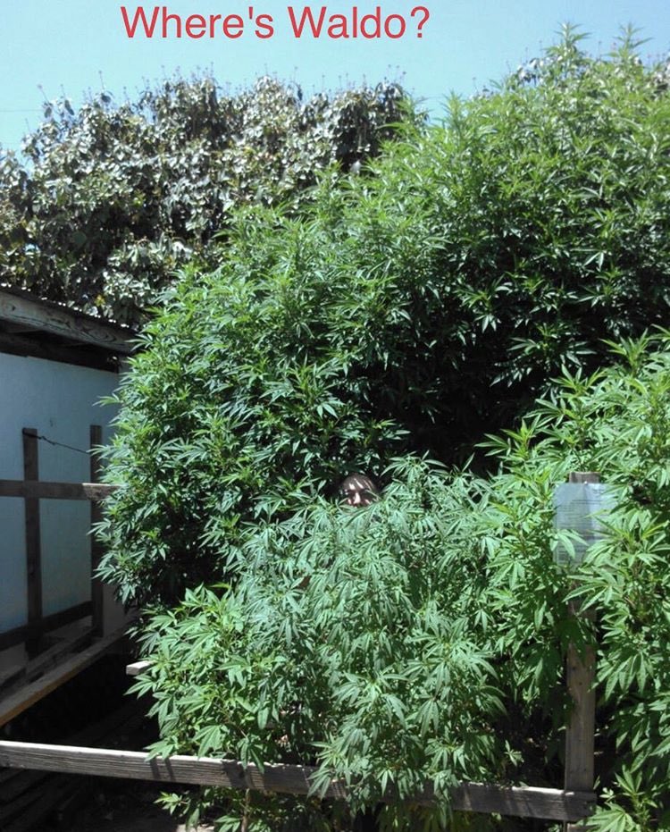 naturesnirvana's tweet photo. Northern Lights #5. Going to make some oil. NL#5 on steroids! #cannabis #cbd #cbdforptsd #cbdforanxiety #cbdhealth #cbdoil #fullspectrum #fullspectrumcbd #fullspectrumextract #cannabisculture #cannabisoils #cannabisoilheals #cannabisextracts #solventlesshashoil #solventless https://t.co/EKCknTXAzH