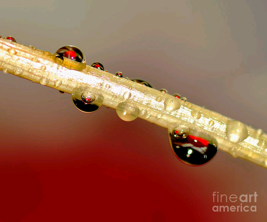 KayeMenner's tweet image. #Refractions of a #Red #Rose 2 by Kaye Menner #prints #products at  buff.ly/3lB2hA0