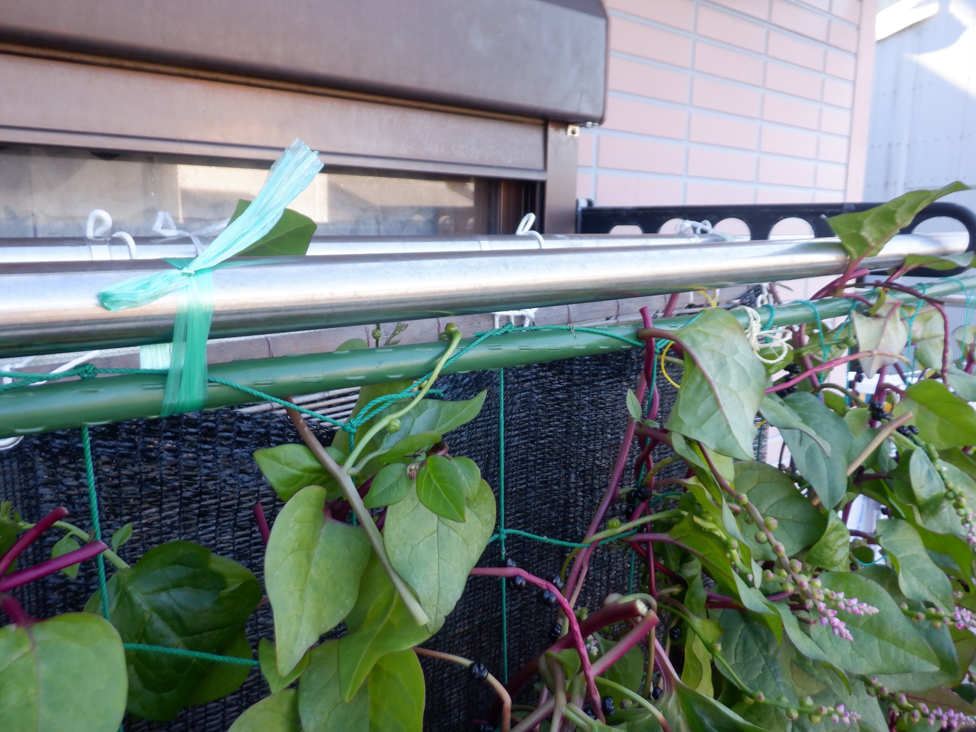 うさ 茂り過ぎて支柱が湾曲してきたので 少し軽くしてやろうと剪定しました ツルムラサキをすごく気に入ってる地主さんに落とした蔓から葉っぱだけ摘んでレジ袋いっぱいお持ちしたら 小ミカンになって返ってきました T Co qweqd Twitter