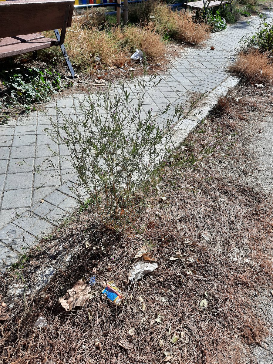 VictoriaAlgora's tweet photo. @Lineamadrid Para cuando la limpieza en Mingorrubio? Llegará el momento que no se podrá ir ni por las aceras...@JMDFuencarral https://t.co/E5PVdbClp4