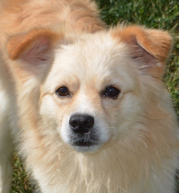 Skipper's scary day! Learn how Skipper’s scary day gets better when he gets to eat a hot dog and makes a new friend! Can't adopt a pet right now? You can still help <a href="/SJRAS_Vineland/">South Jersey Regional Animal Shelter</a> by donating or volunteering!  bit.ly/3djkBKV