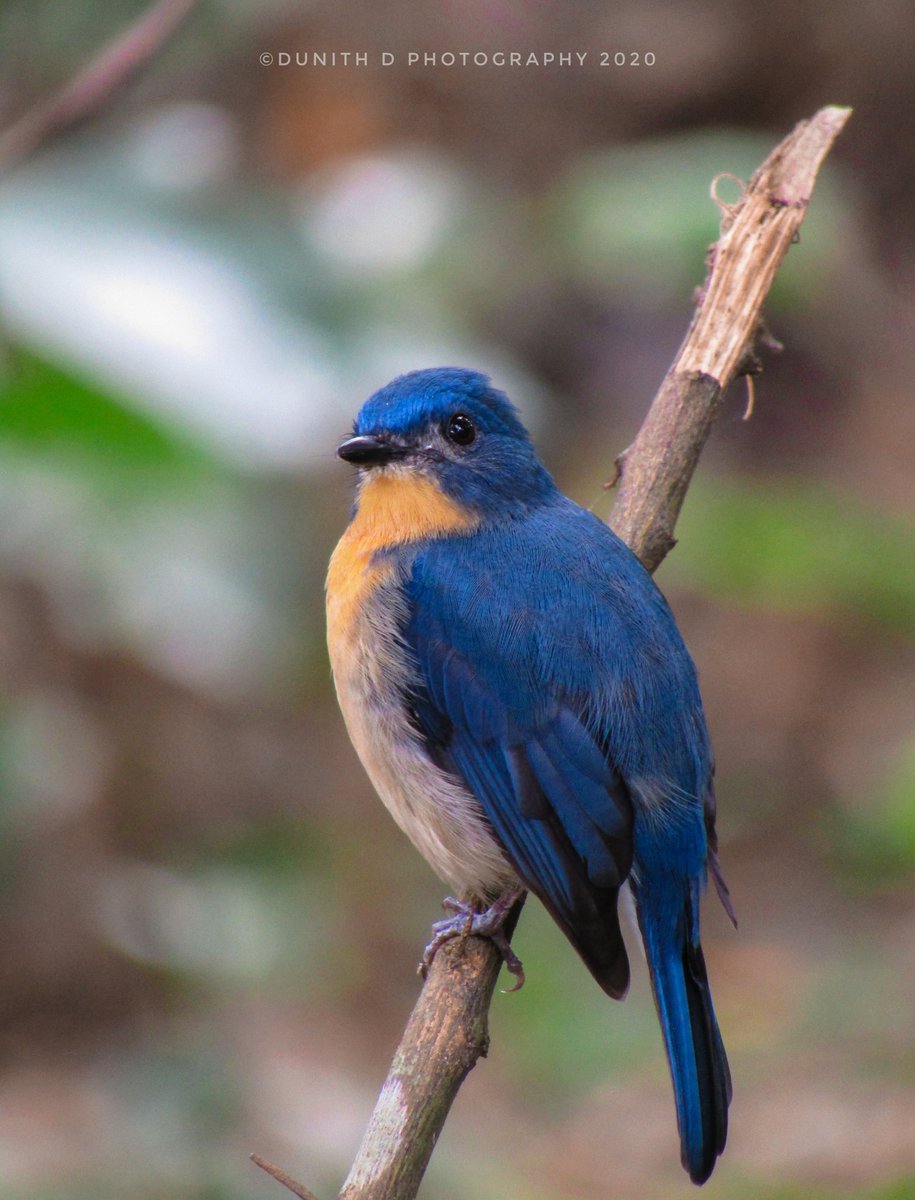 #AsianBird 🐦📸 #DunithDPhotography 
#NatGeoBirds 🌍