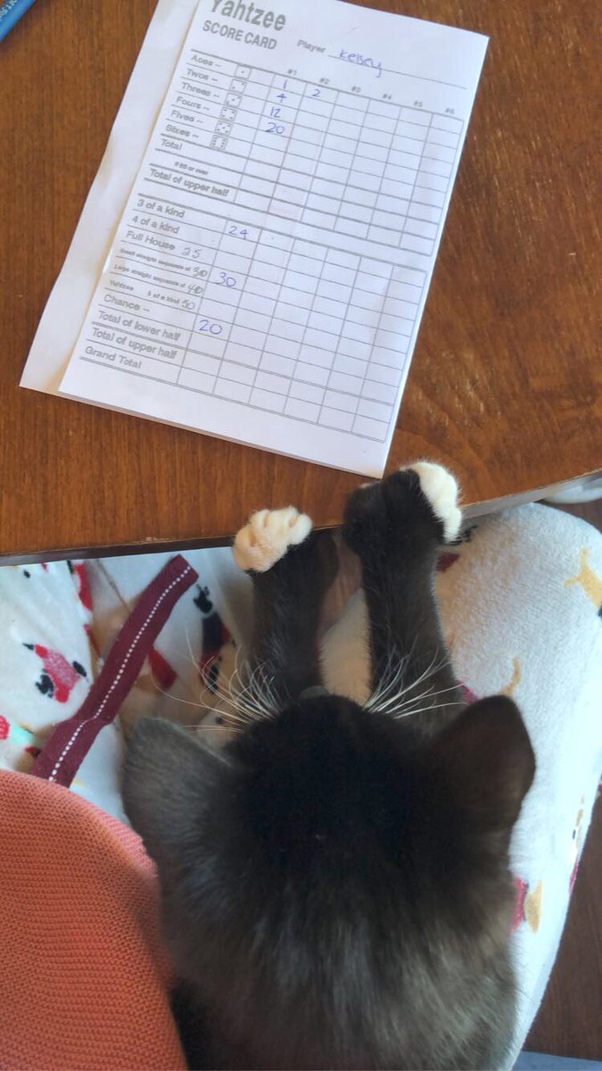 bbnotitties's tweet photo. She’s not doing too good at Yahtzee but she’s trying her best. Dice are hard to roll with paws but the extra thumbs help. https://t.co/yV0aJXMonR