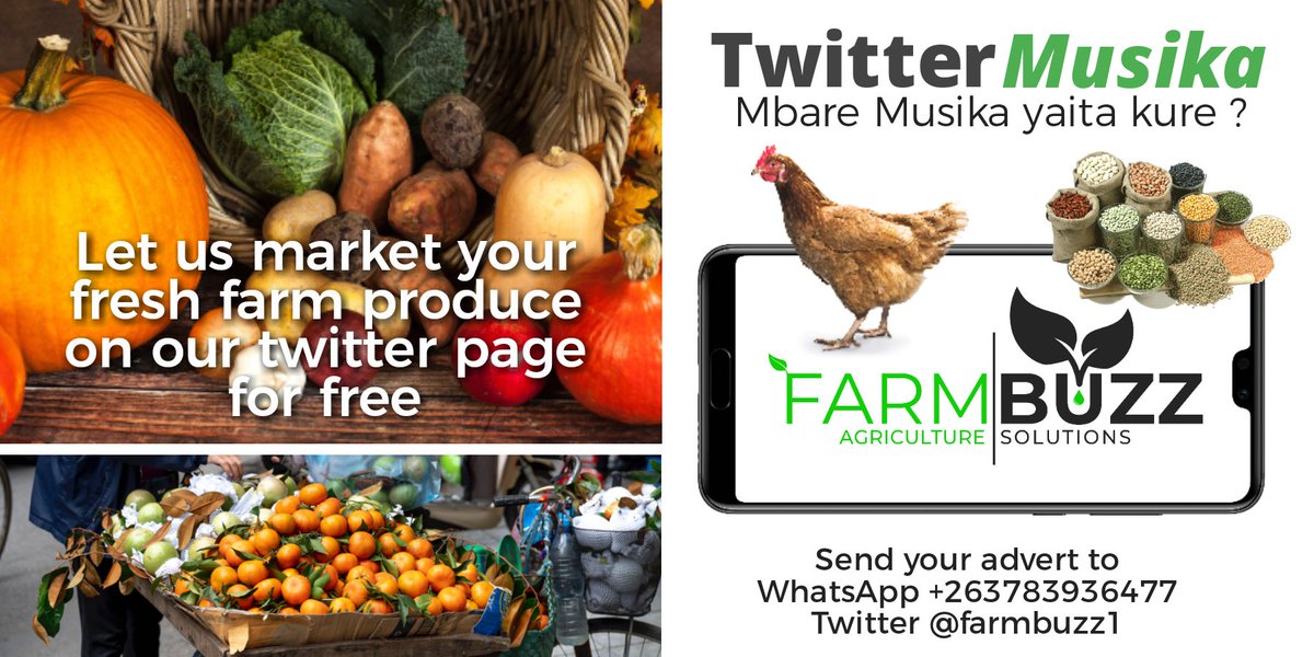 farmbuzz1's tweet photo. We are going to use this platform to advertise fresh farm produce for our farmers. #TwitterMusika
At the moment we have 2 farmers selling organic free range chickens &amp; Broilers in Harare &amp; Chivhu respectively.
For sasso call 0775922821
Broilers call 0719654323
RT for awareness. https://t.co/Ue8NTOdlWQ