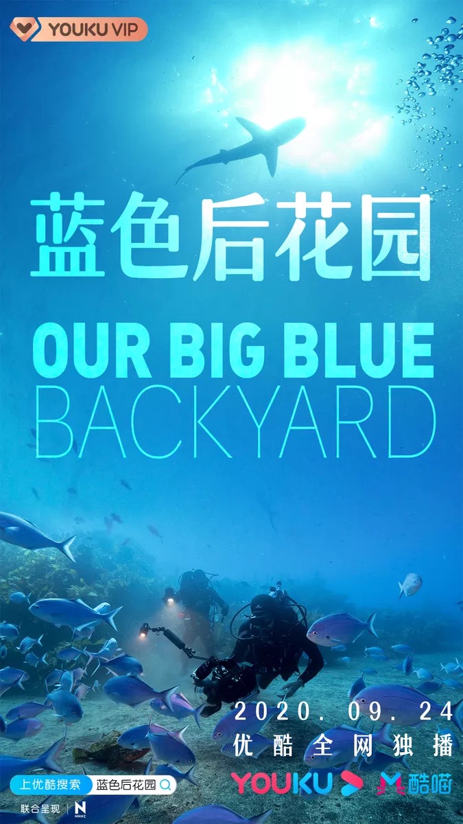 Very cool to hear our series - Our Big Blue Back Yard 2
has been consistently rating number 1 in the documentary category on Youku, one of China’s biggest streaming broadcasters. 🦈🐳

Well done to the whole team who worked on this show!