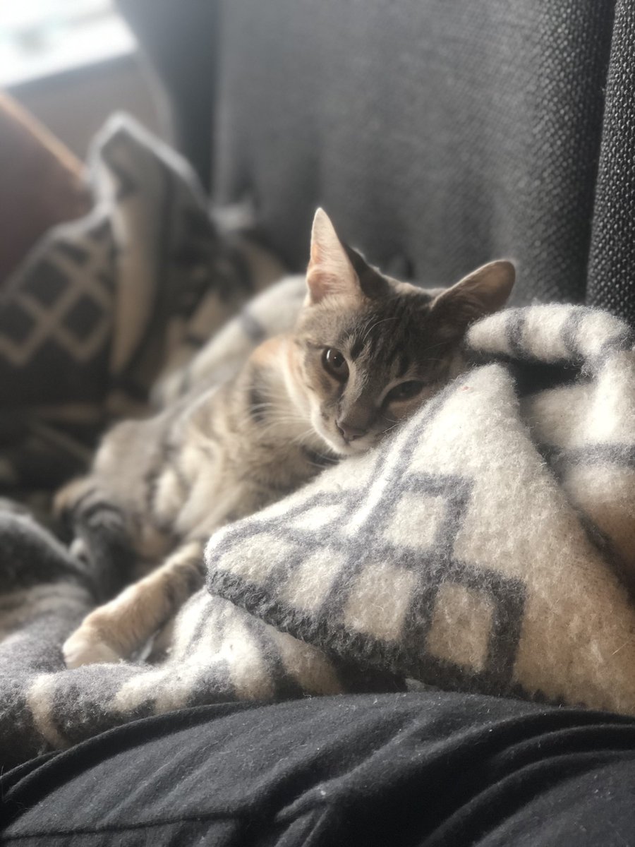 Vantar miðil til að pósta myndum af sætustu kisu heims, því hver hefur ekki gott af kisumyndum?? 
Hef ákveðið að færa þetta content á #kisutwitter