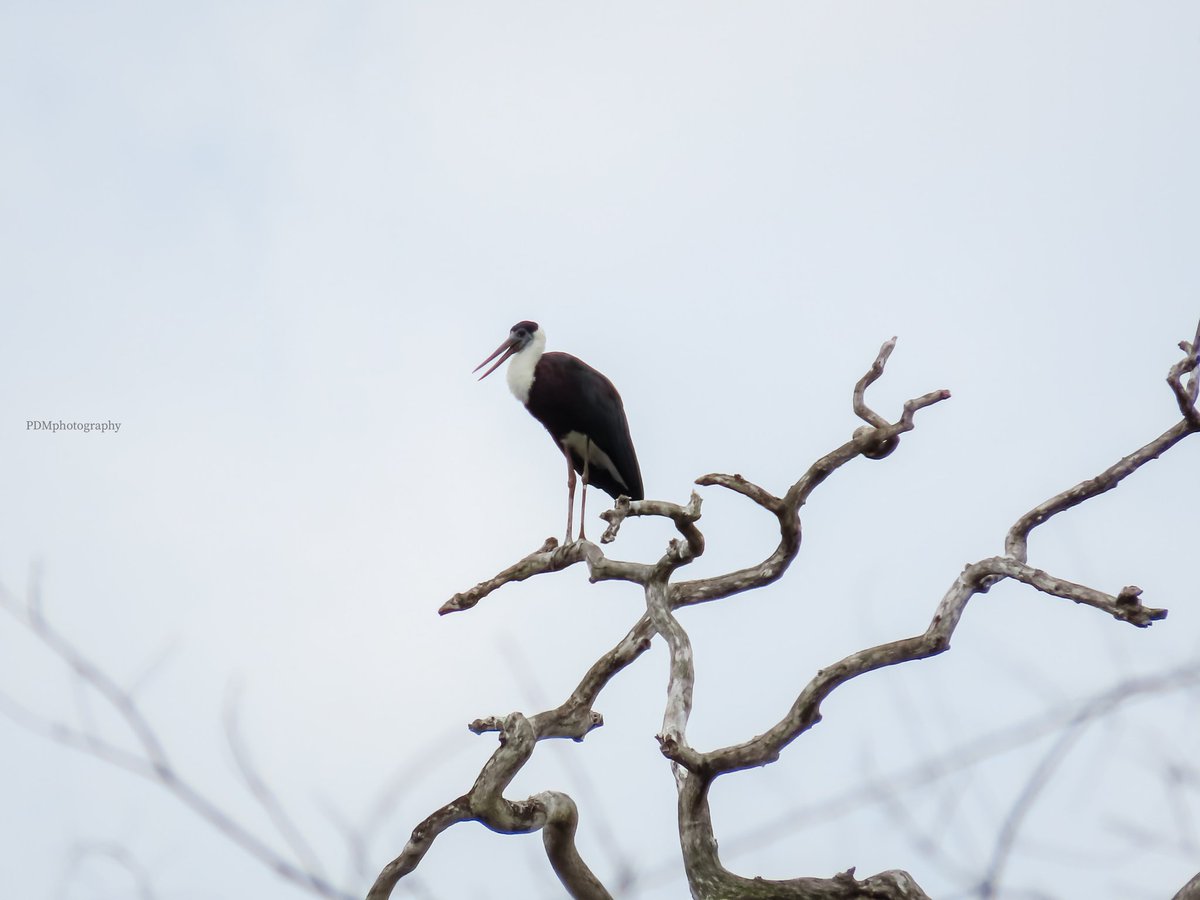 DevMukund8's tweet photo. #PDMphotography
#wildlife #nature #wildlifephotography #birdphotography #birds #photography #NationalGeographic #wild #outdoor #animalplanet #picoftheday https://t.co/mODIWIFz67