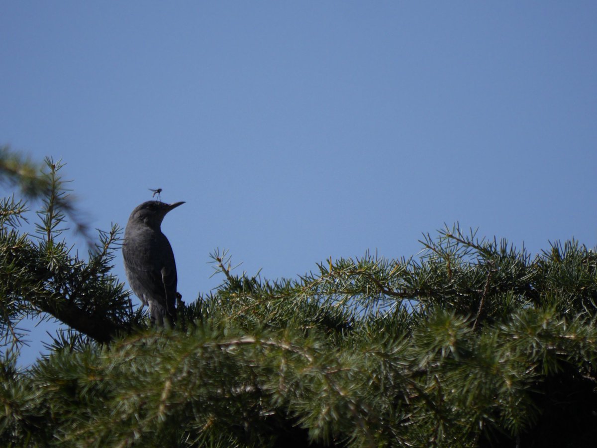 heart_podcast's tweet photo. What's bothering you this morning? Fact is I haven't seen the #bluerockthrush here before. Took me a while to id it. #nature #wildlife #bird #birdsoflandour #heartofconservationpodcast #earthymattersblog #MondayVibes https://t.co/YTjA5j9ppj