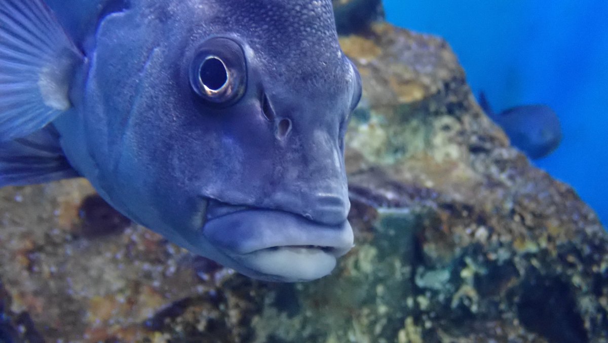 コショウダイ Hashtag V Twitter