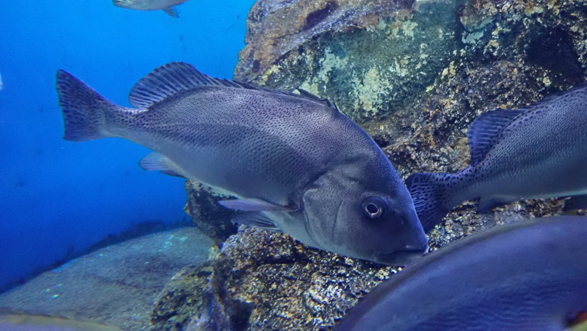 コショウダイ Hashtag V Twitter