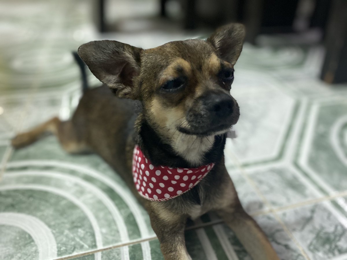 SoyHarryRed's tweet photo. Mi carita triste viendo llorar a @analago95 no quiero verla así😟 me gusta verla sonriendo y volando en los circuitos🥰 #MexiPerro #titanes https://t.co/l8GwwYseEH