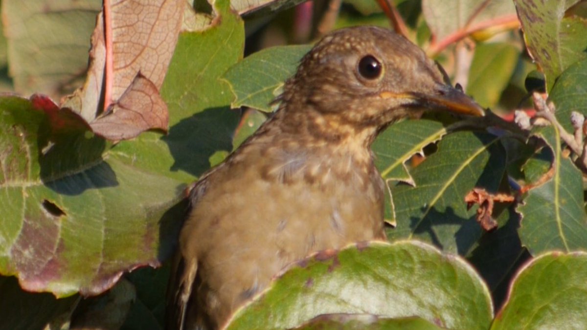 heart_podcast's tweet photo. It took 15 mins for this bird to come up for air while foraging in the vines on the oak. is this the fem blue rock thrush?#bird #nature #MondayMotivaton #wildlife #earthymattersblog #heartofconservationpodcast #birdsoflandour #Uttarakhand #indianbirds https://t.co/OmxQsTG3xw