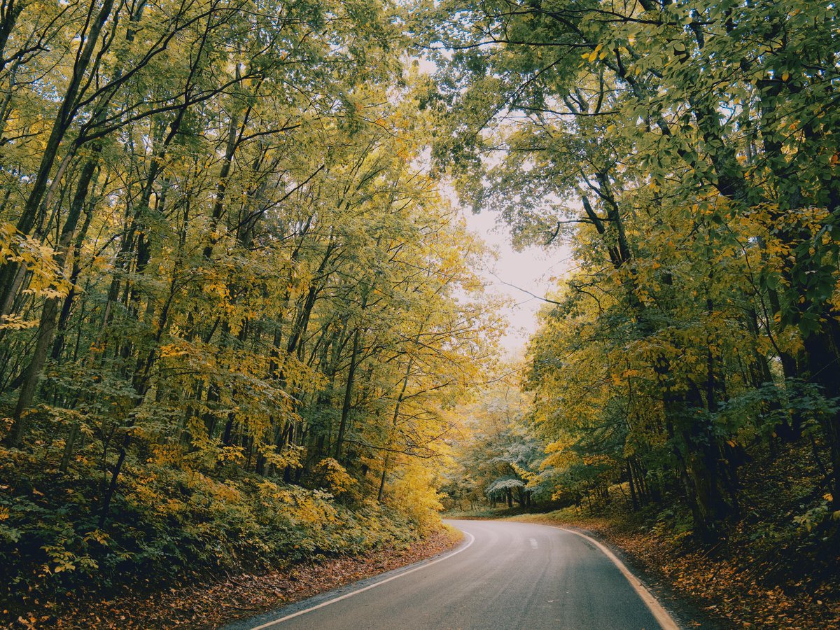 theaaronburden's tweet image. A Place of Refuge || Proverbs 14:26⁣
⁣
#PureMichigan⁣
#TunnelofTrees⁣
#FallFilter