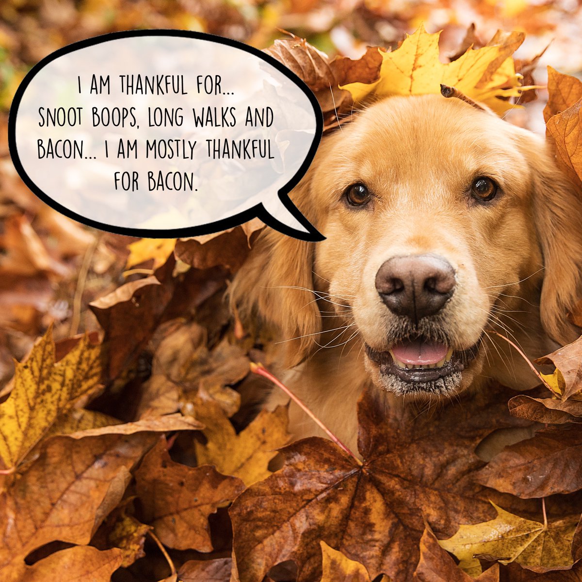 Muddy_Mutts's tweet photo. What are you thankful for this year? #Thanksgiving2020 may look a little different than previous years but let’s all take a moment to be thankful for the ones we love. Especially those with furry faces and wet noses. https://t.co/DUxrrPJKKP