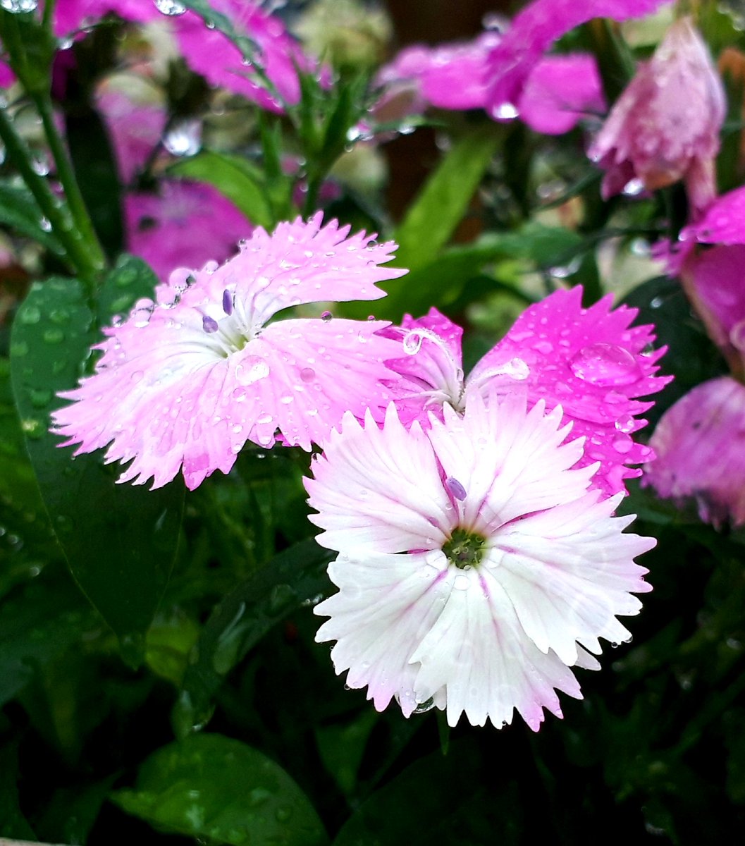 選択した画像 ハツユキカズラ 花言葉 乾いた壁