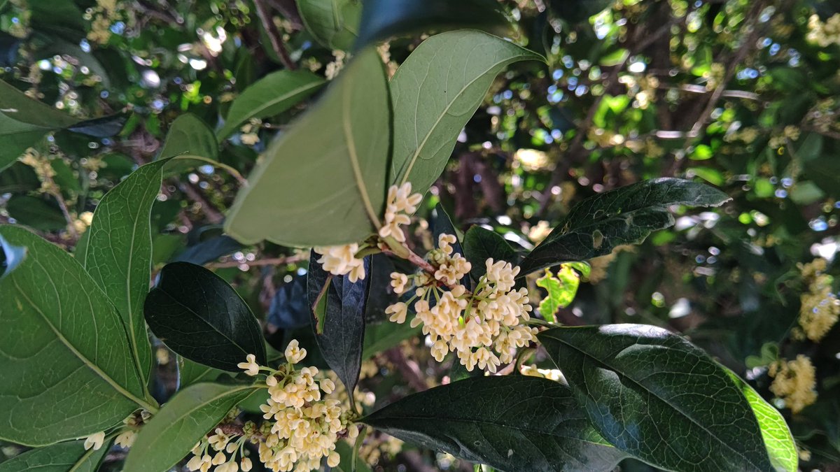 ちびちゃ 銀木犀 ギンモクセイ 甘い香りと白い小さな花が特徴の秋の花 金木犀の方が有名だけど 金木犀は銀木犀の変種 そのため木犀といえば銀木犀のこと 江戸時代に渡来 中国の美女はデートの前に木犀入のお酒を飲んで 香りを甘い匂いにしていた