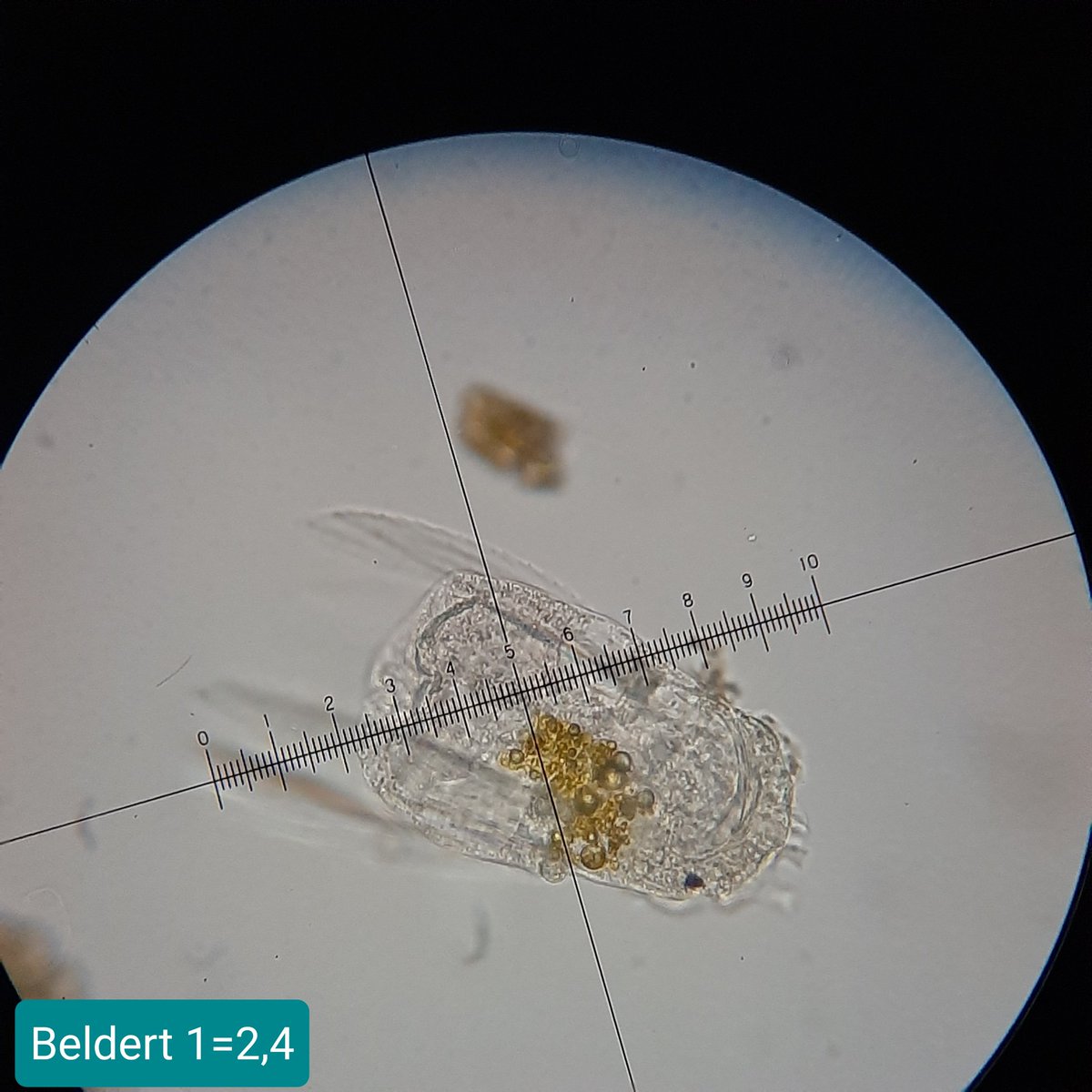 pbhbos's tweet photo. #campylodiscus in a surface #planktonnet sample of lake "De Beldert" /NL #diatoms. Also many #polyarthra sp. Pretty cool! https://t.co/3XMVzhWZxA