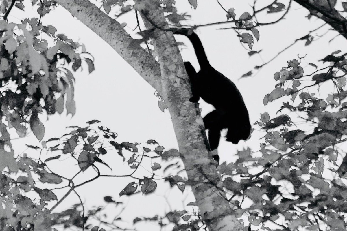 harryvx's tweet image. We saw a howler monkey too! It was too far away to get the colours so I made it a black &amp;amp; white profile instead. Look at that tail!