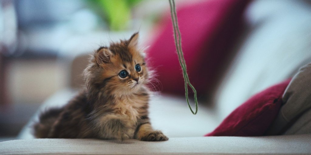 zooconomy's tweet image. Just passing by, yup will just stare at this yarn the entire day!
#zooconomy #amazon #yarn #cat #catsofinstagram #cats #catstagram  #kitty #catlover #cats_of_instagram #catlovers #catoftheday #catsagram #cutecat #catering #kittycat #catlife #catsofig #catsofWorld #cutecats #follo