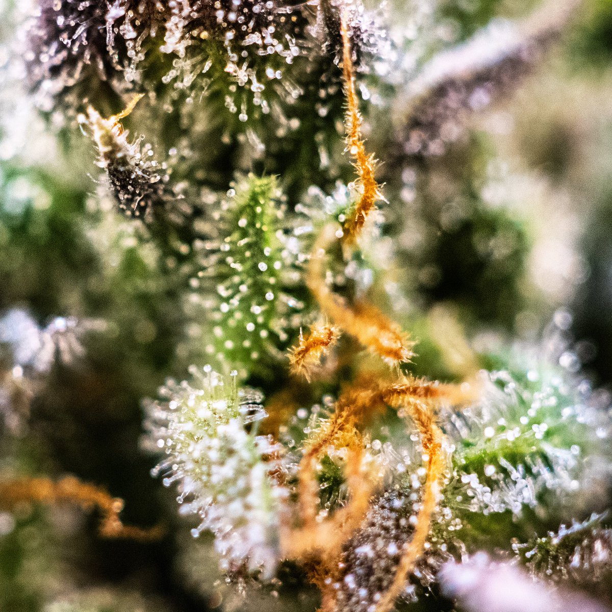puremmj's tweet photo. A close up macro of one of our favorite strains, Flo 🔥🔥🔥 the colors, aroma and effect make this strain perfect for a Sunday afternoon ❤️🎃•
•
•
•
#cccmmj #puremmj #terps #denver #vape #cbd #pureterps #wakeandbake #cannabisculture #sundayfunday #sunday 📸: @ThcSamuel https://t.co/W3y1WlOb6w