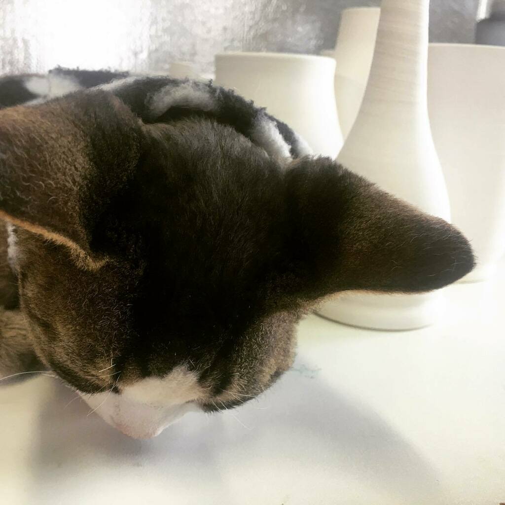 1groovygroves's tweet image. That’s one sleepy kitty @thepotterygrove #devonrexcats #devonrexcat instagr.am/p/CGN99xfDCyJ/