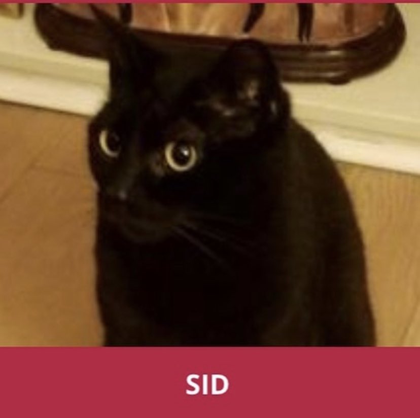 suggdb's tweet photo. here is sid https://t.co/r4xq3fUWxW