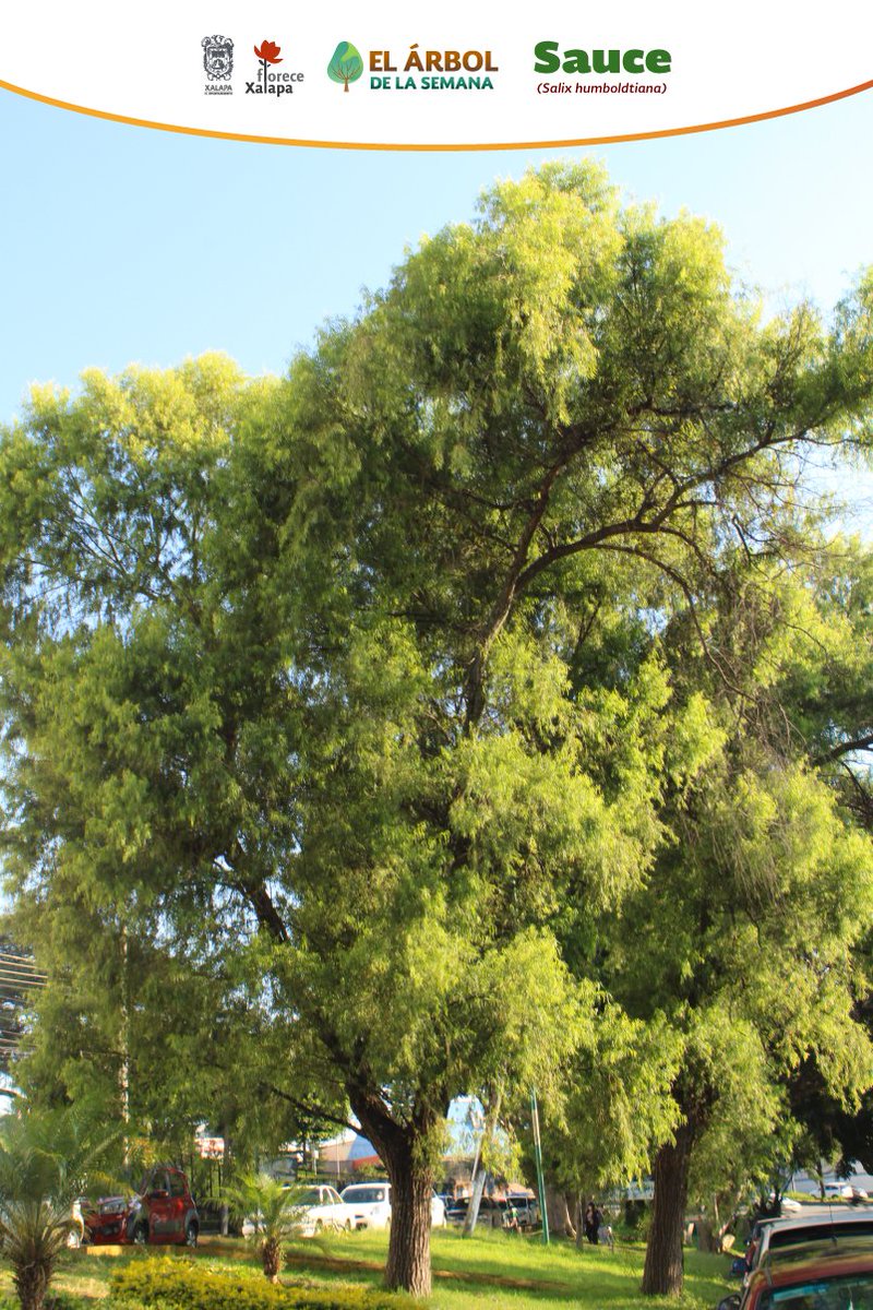 DMAS_Xalapa's tweet photo. El #ÁrbolDeLaSemana🌳 | El Sauce es un hermoso ejemplar llega a medir de 5 a 12 m, su bella corteza se caracteriza por tener fisuras profundas.
En #Xalapa podemos encontrarlo en camellones, parques y áreas verdes.
#DMAS
#SRNyCC
#DByCC https://t.co/JsnlWUOD6t