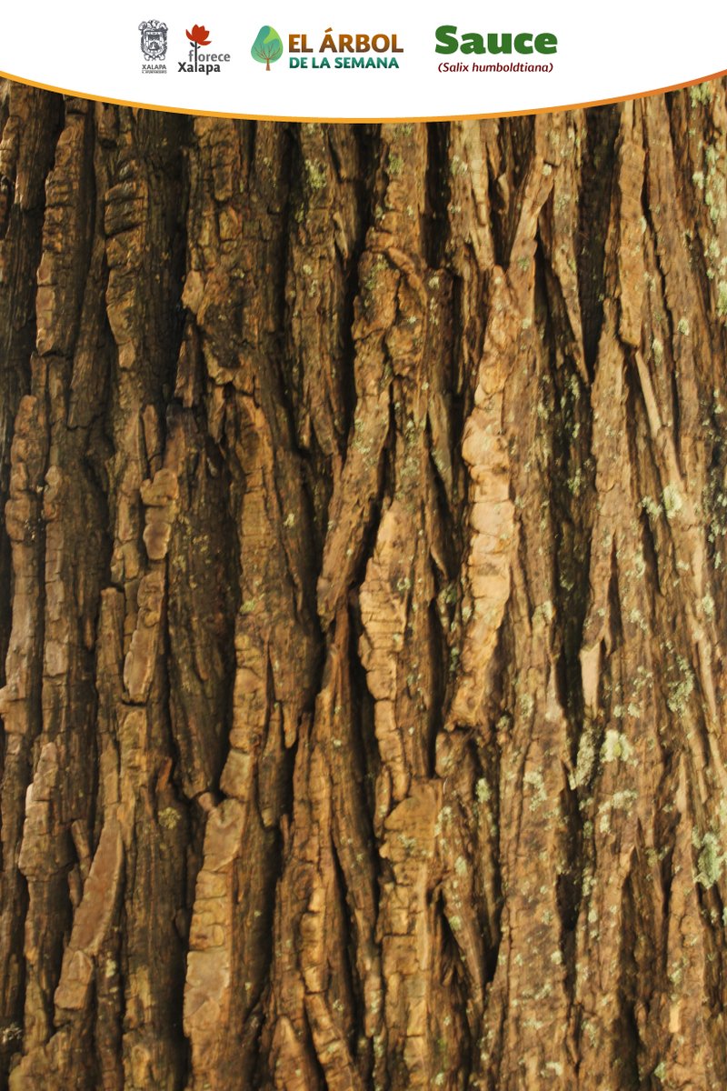 DMAS_Xalapa's tweet photo. El #ÁrbolDeLaSemana🌳 | El Sauce es un hermoso ejemplar llega a medir de 5 a 12 m, su bella corteza se caracteriza por tener fisuras profundas.
En #Xalapa podemos encontrarlo en camellones, parques y áreas verdes.
#DMAS
#SRNyCC
#DByCC https://t.co/JsnlWUOD6t
