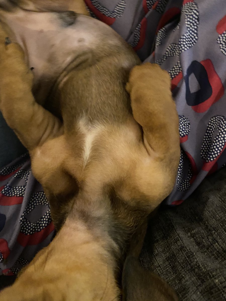 nico_dimaria's tweet photo. Meant to share this earlier... talk about #DogsOfDestiny 😋 feel like you will appreciate this @DeeJ_BNG @A_dmg04 https://t.co/UIwDTq7uIW