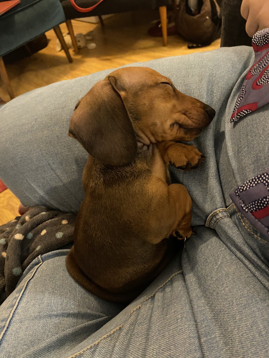 nico_dimaria's tweet photo. Meant to share this earlier... talk about #DogsOfDestiny 😋 feel like you will appreciate this @DeeJ_BNG @A_dmg04 https://t.co/UIwDTq7uIW