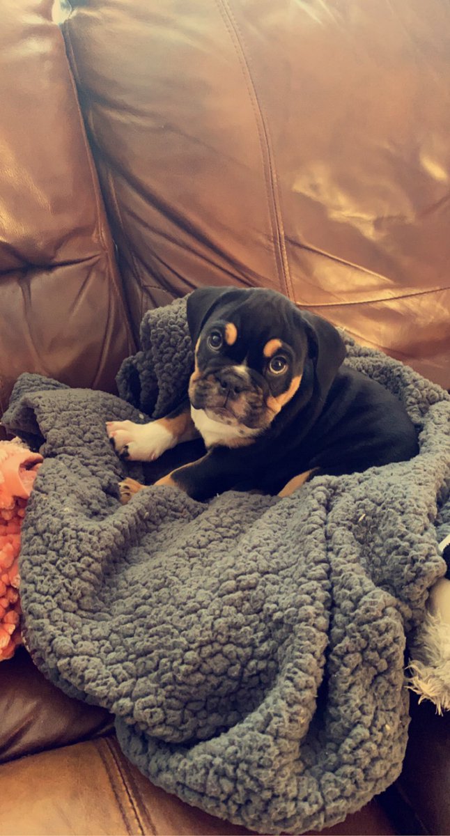 jtdog619's tweet image. She’s the cutest 🥺