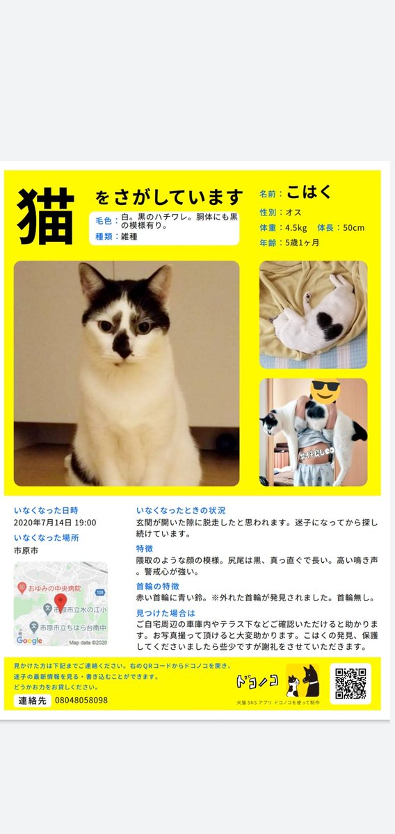 迷子猫探しています わたしの消しゴムはアンドレ Sekkeqq Twitter 迷子猫探しています わたしの消しゴムはアンドレ Sekkeqq Twitter
