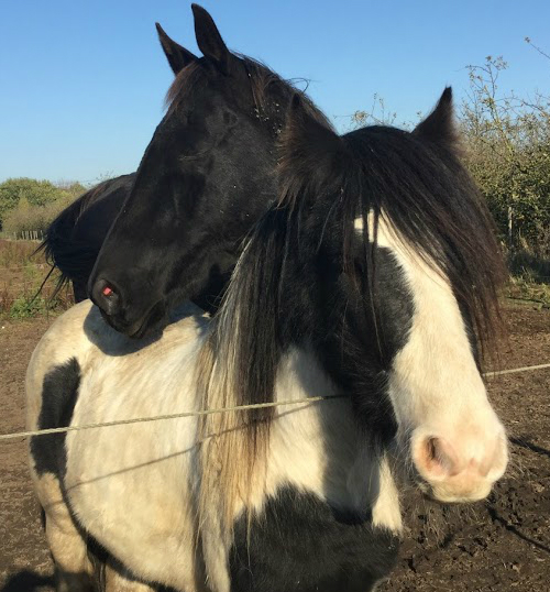 Eggsy Pony & Friends tweet media