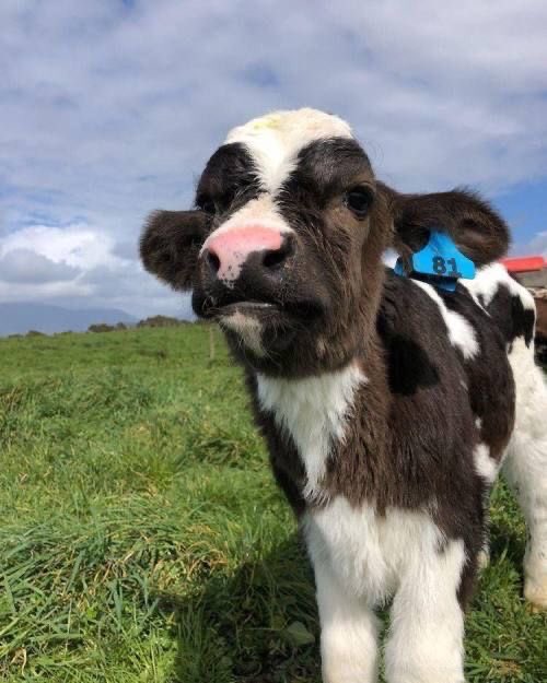 here are some cows pictures i have bc theyre really cute!