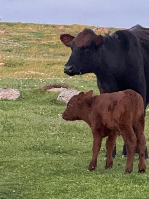 here are some cows pictures i have bc theyre really cute!