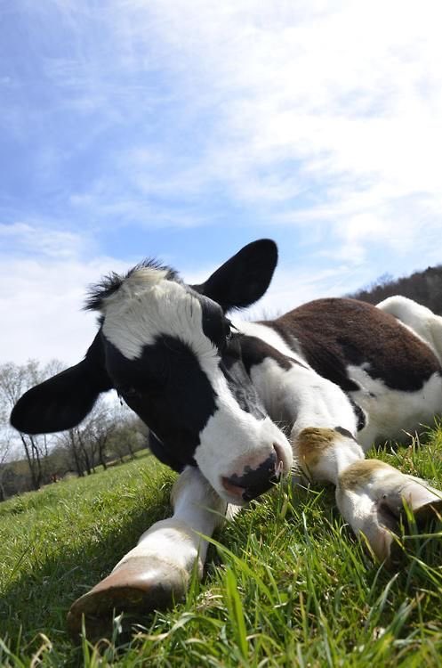 ANOTHER HEART COW!!