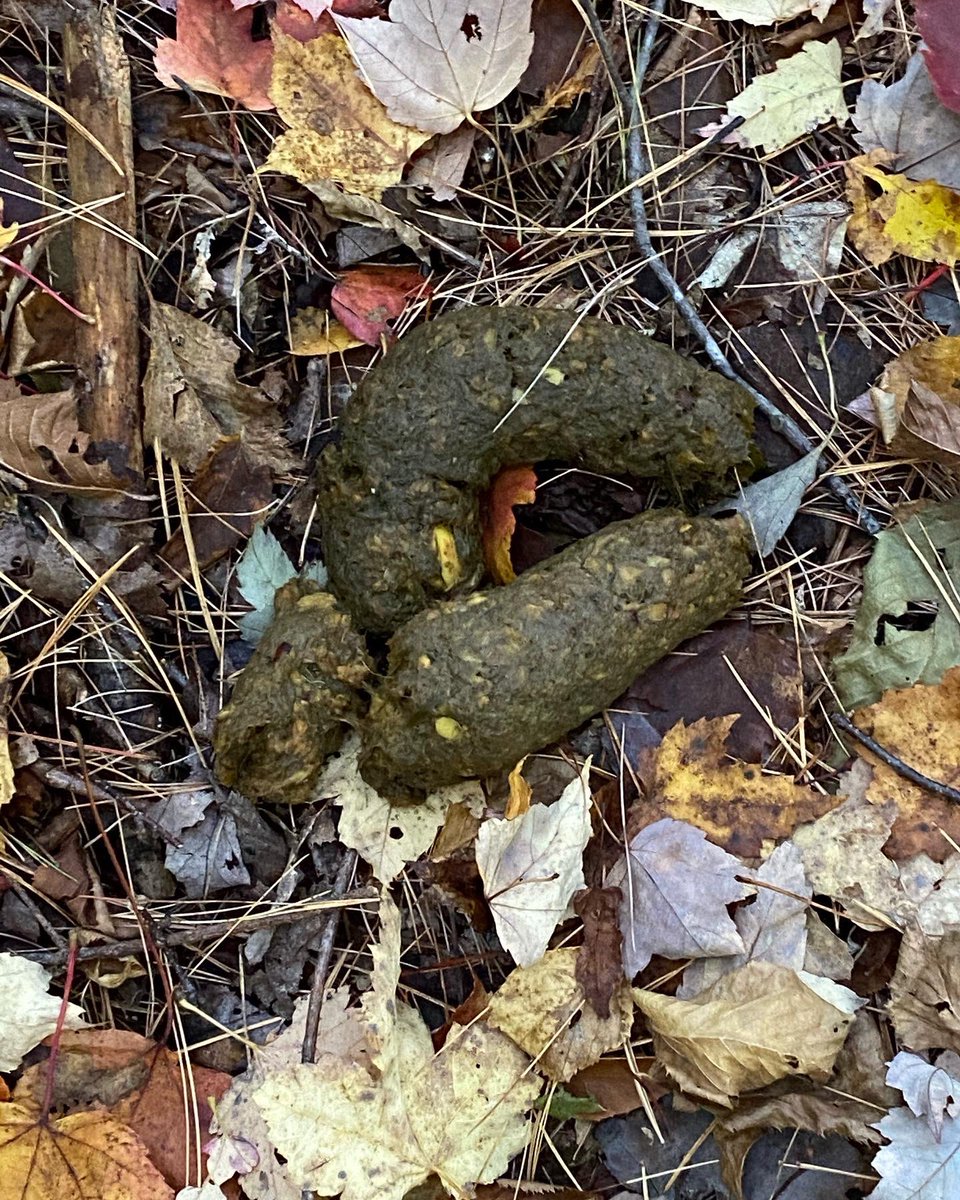 Carrrrrieee_vt's tweet photo. Finally got out in the woods. Deer got lucky today and so did the bear I was trailing for awhile #vt #huntVT https://t.co/B8amsKj01z