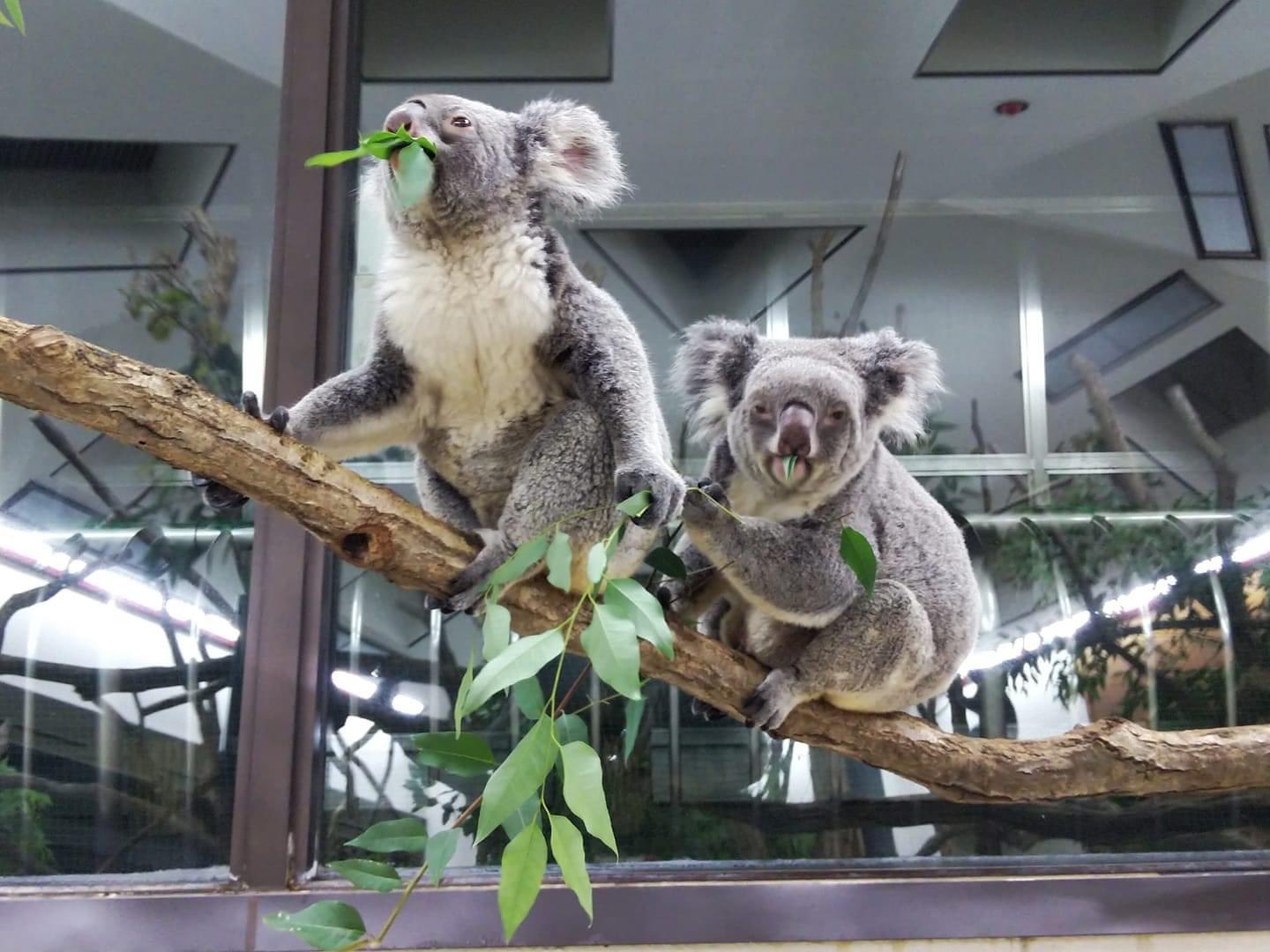 埼玉県こども動物自然公園 公式 ジンベランが食べていたユーカリを通りかかったクインがつまみ食い よほど美味しいユーカリだったようです コアラ T Co Zqunclncqw Twitter