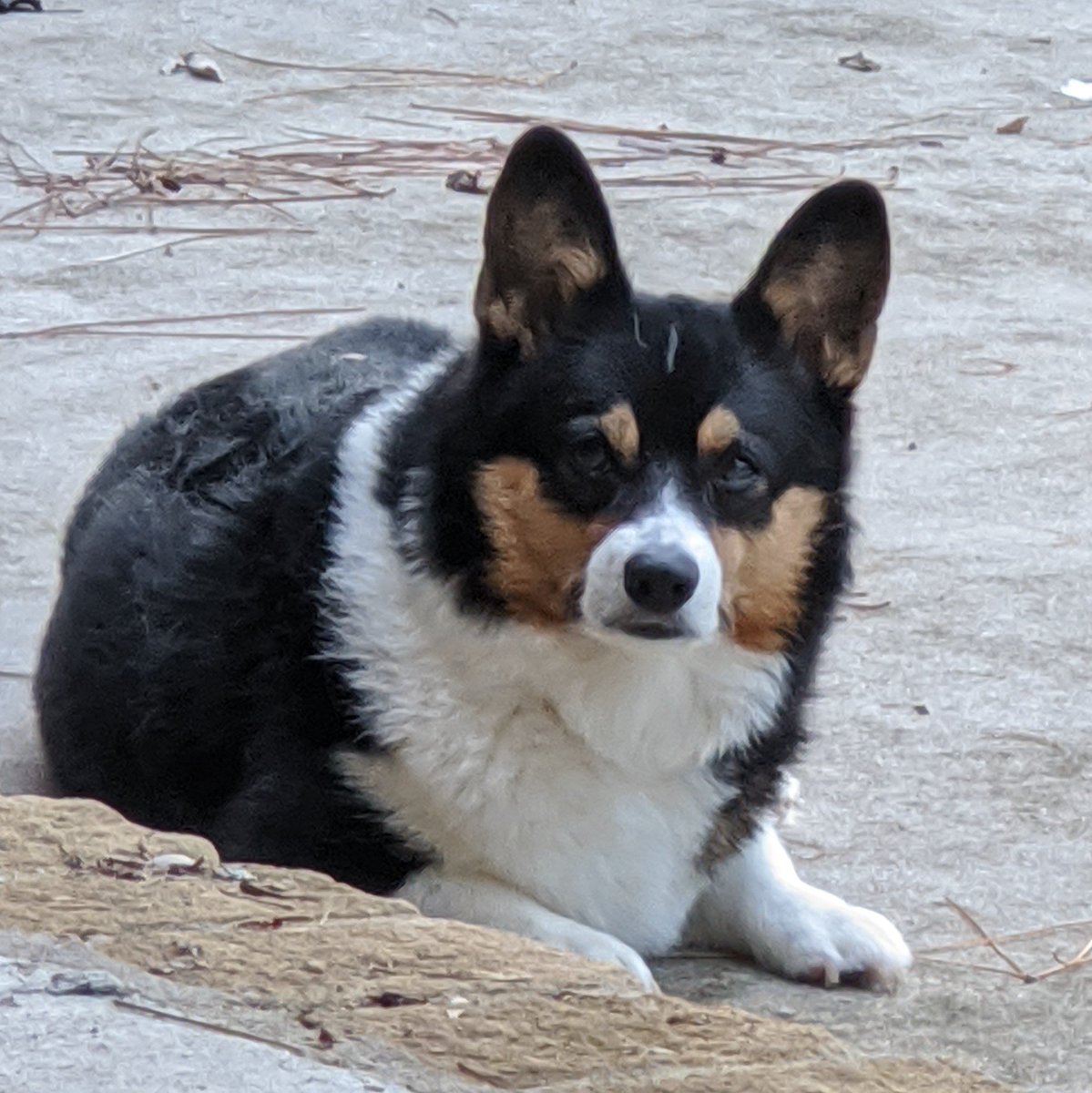 BranwynCorgi's tweet photo. I can't wait to put up the Fucking Christmas decorations! https://t.co/7qsnwUHafl