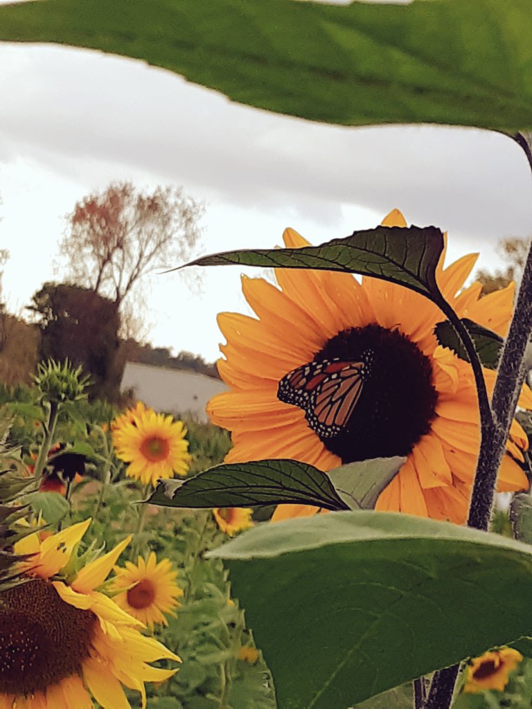 4PPLEJUG0's tweet photo. spent the day looking and picking sunflowers, also got myself some pumpkins 💛🌻🧡🎃 https://t.co/qhhEG78atb